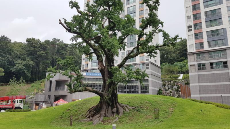 동천더샵파크사이드 단지 내 공원이에요
