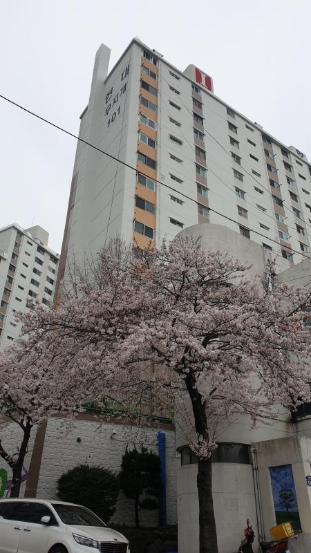 주례동태양