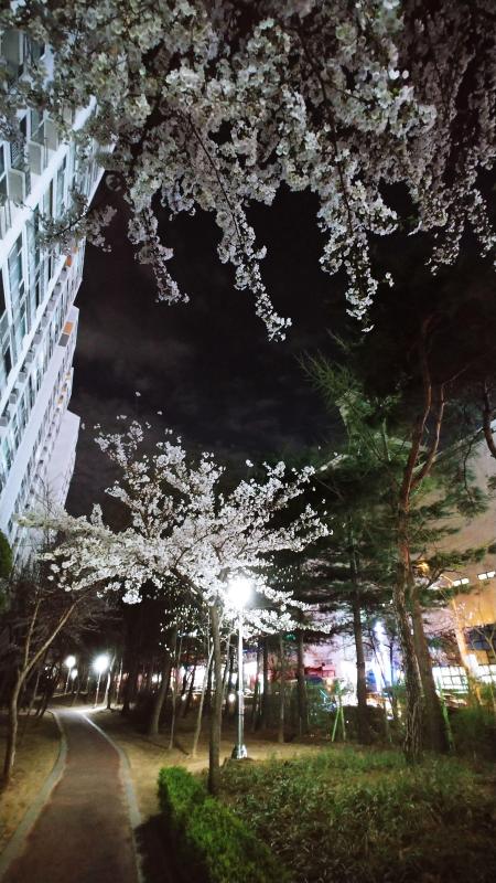 컨텐츠파일