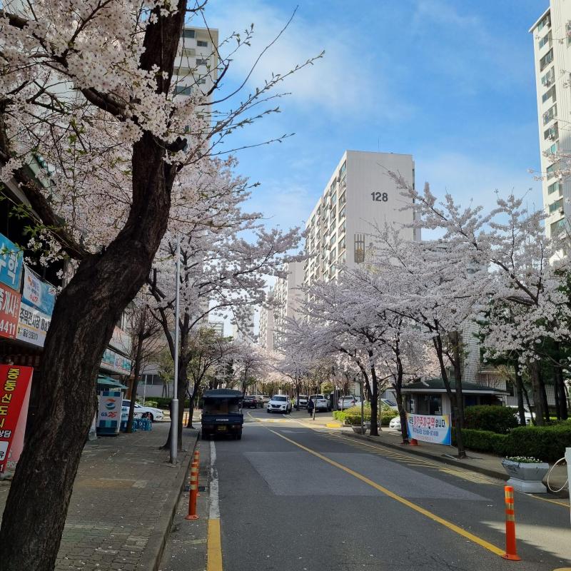 유선애