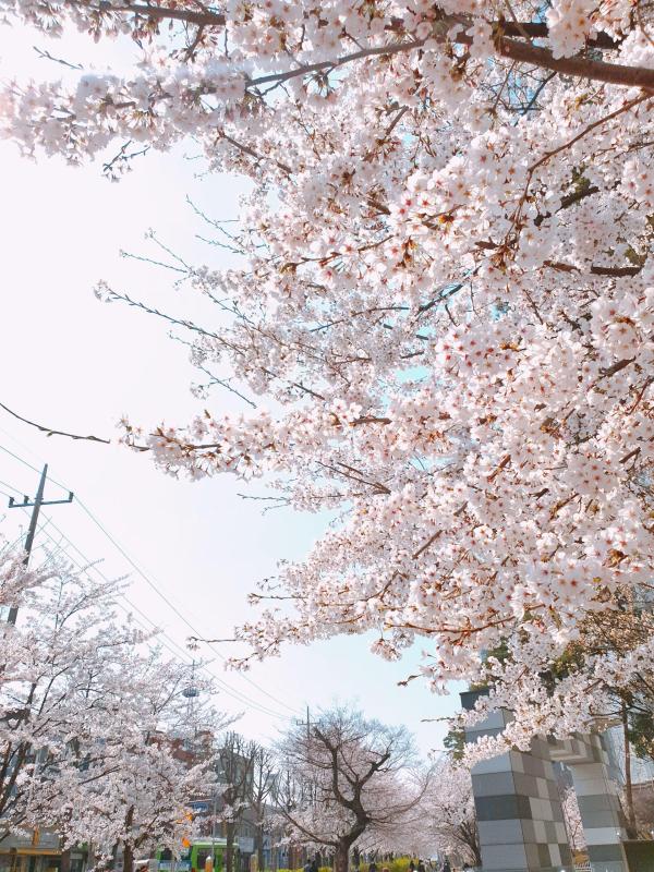 컨텐츠파일