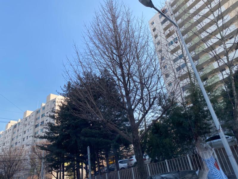 칼턴
