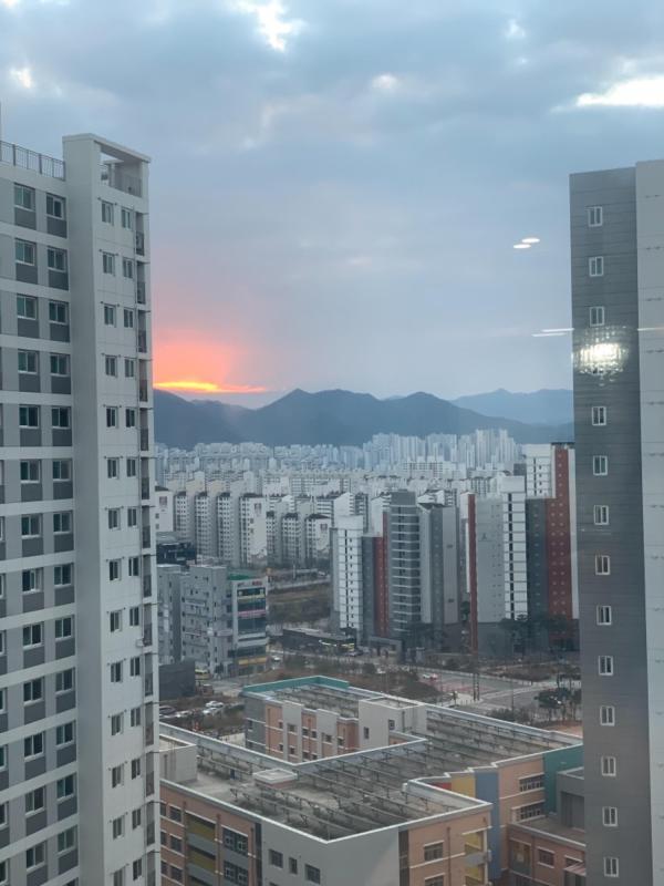 다마네기