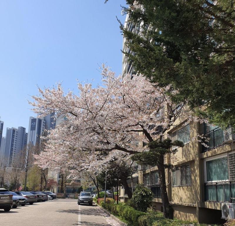 로펠