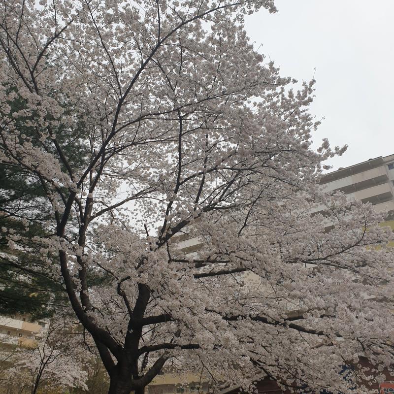 컨텐츠파일
