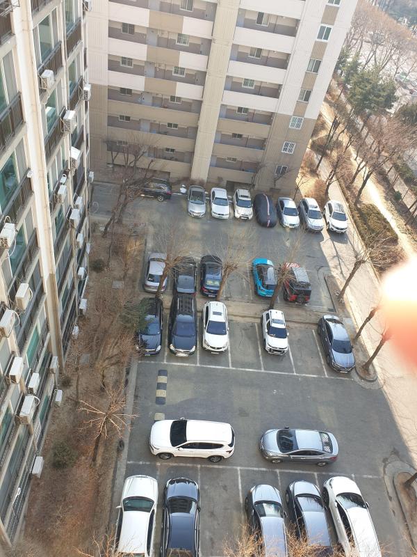 주차장고라니