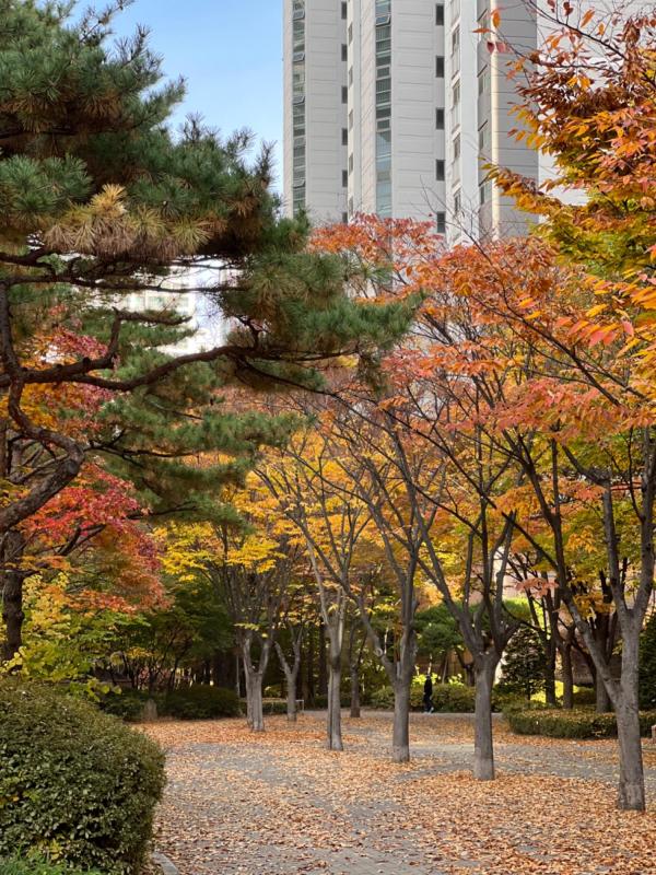 엘스 