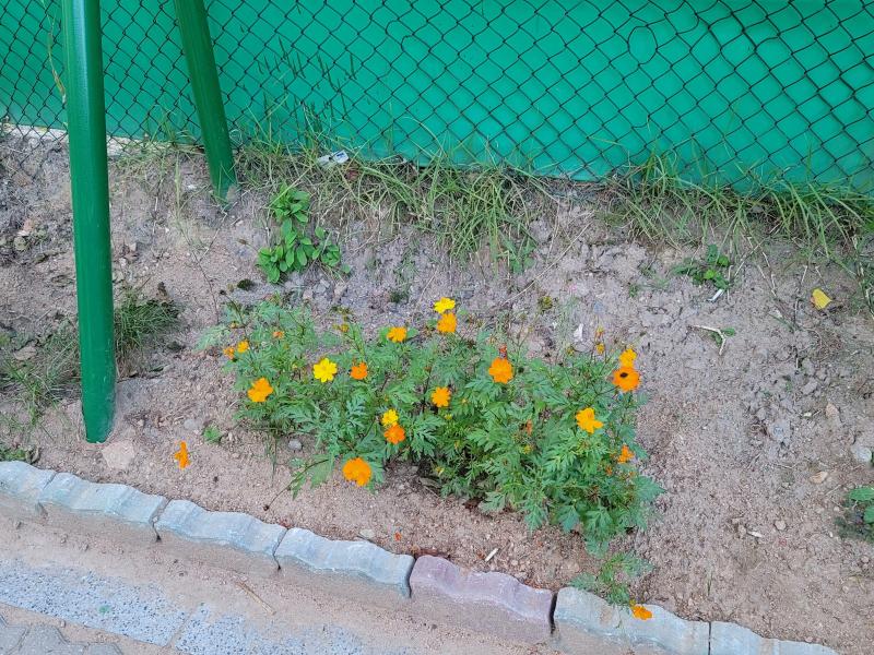 컨텐츠파일