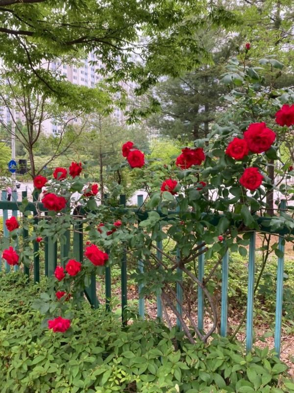컨텐츠파일