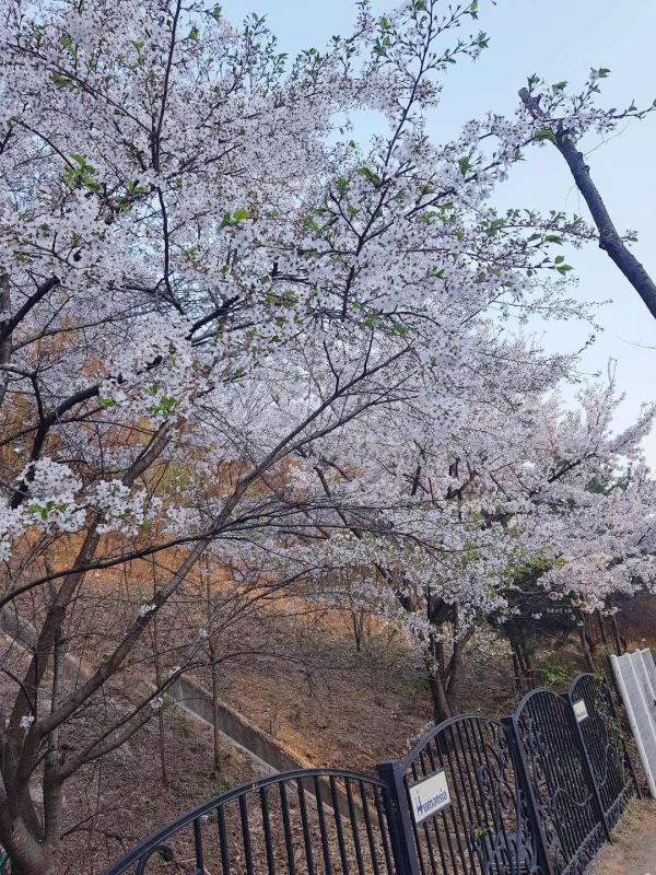 컨텐츠파일
