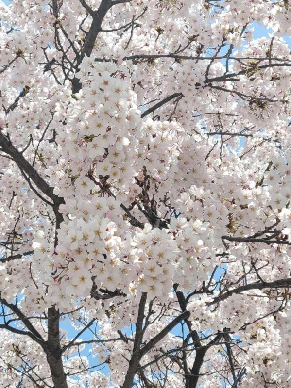아름다운 체리블러썸 🌸 | KB부동산