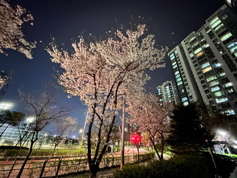 컨텐츠파일