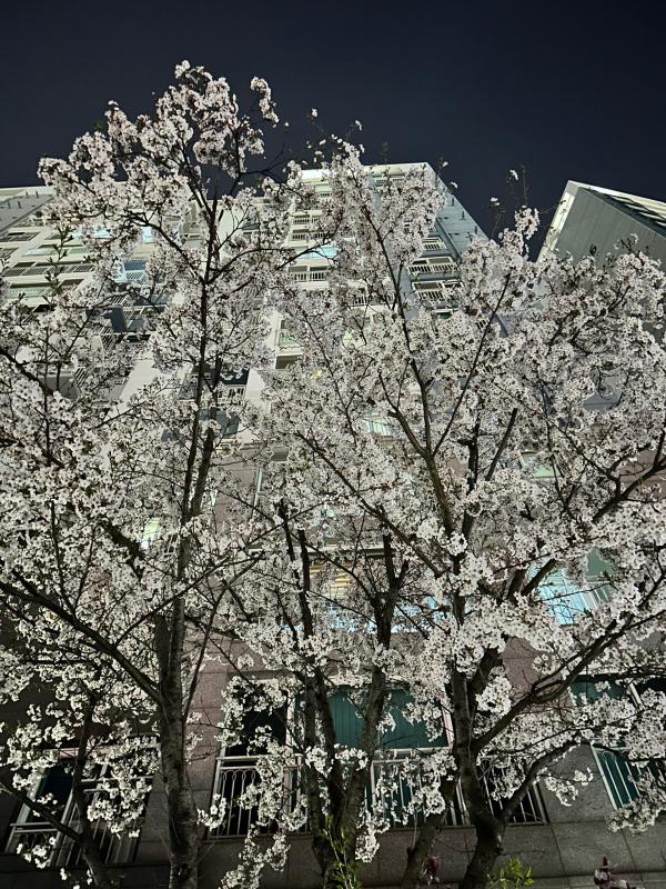 컨텐츠파일