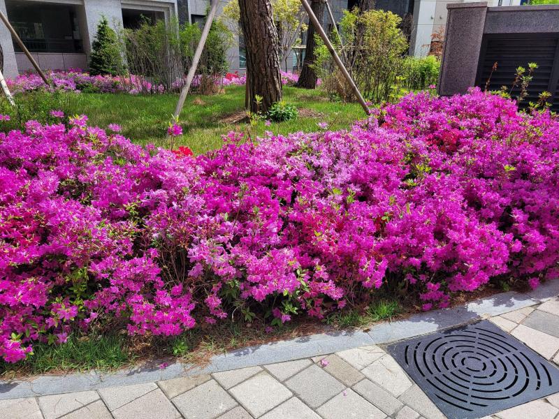 컨텐츠파일