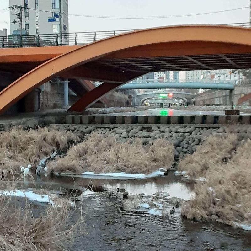 cntn
