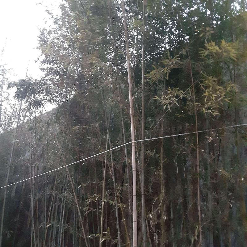 cntn