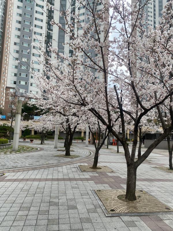 컨텐츠파일