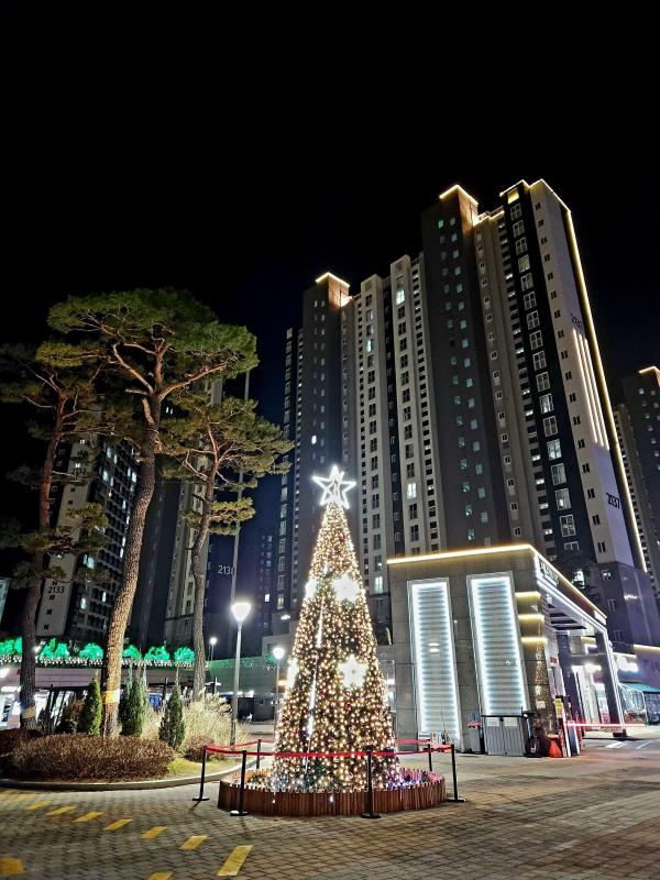 활발한 콜리 AA4