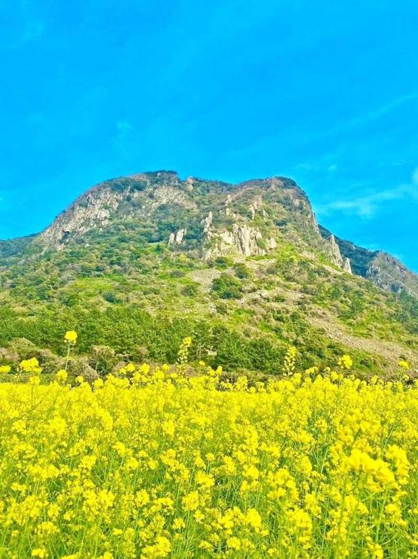 제주 산방산 유채꽃🌟 | KB부동산