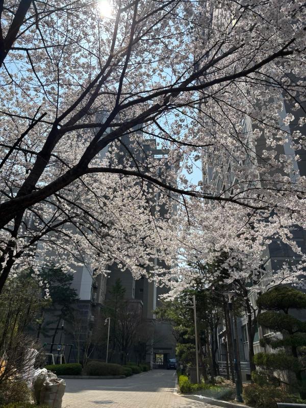 컨텐츠파일