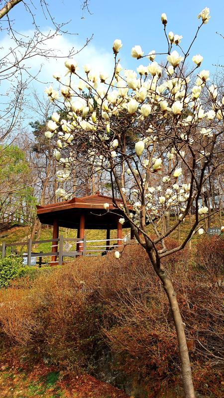자연인