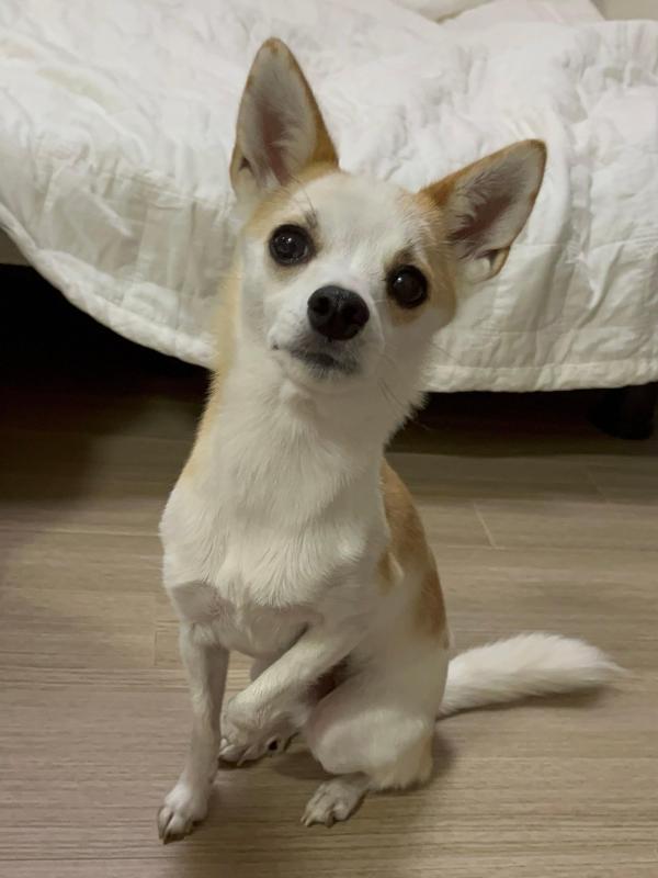 간식 빨리주시개🐶 | KB부동산