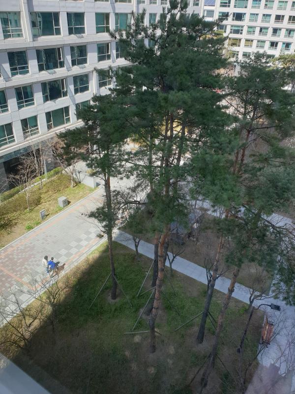 맑은
