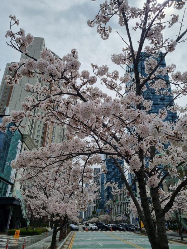 컨텐츠파일