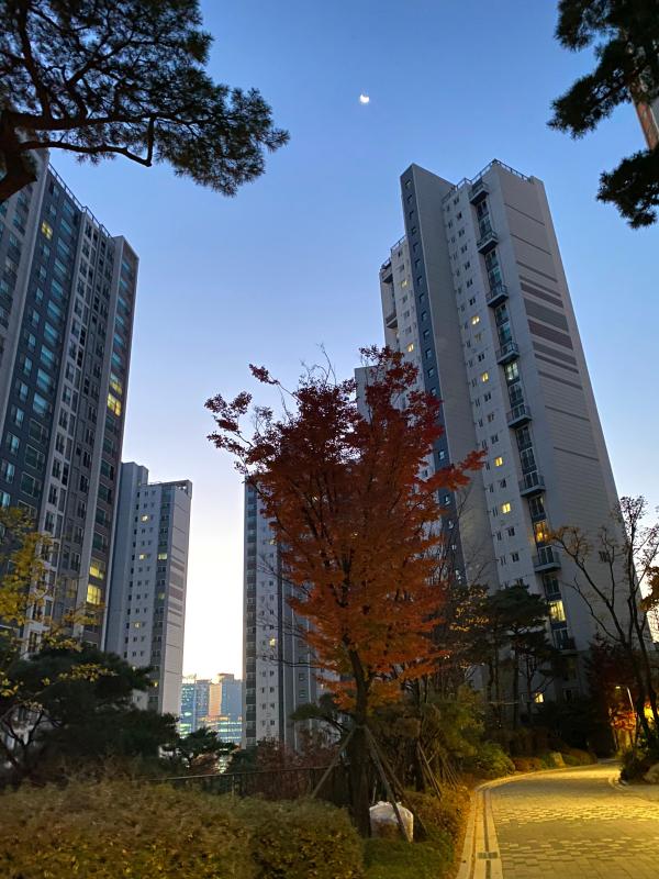 코스모스