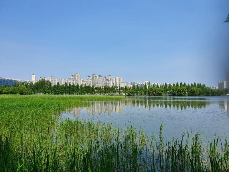 청보리