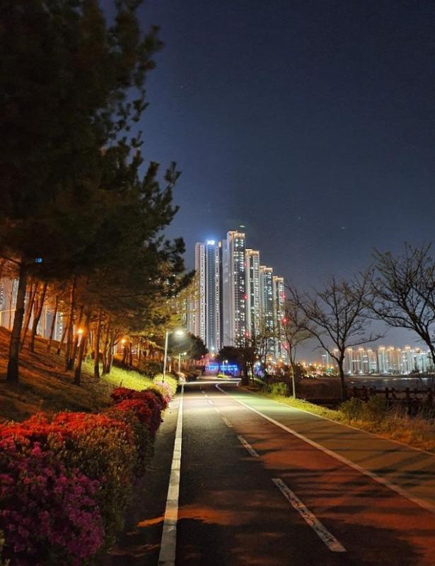 해바라기 