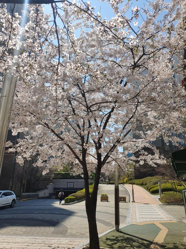 컨텐츠파일